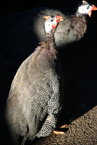 IMG_2287.jpg - These guys were let out of the cages for the day.
