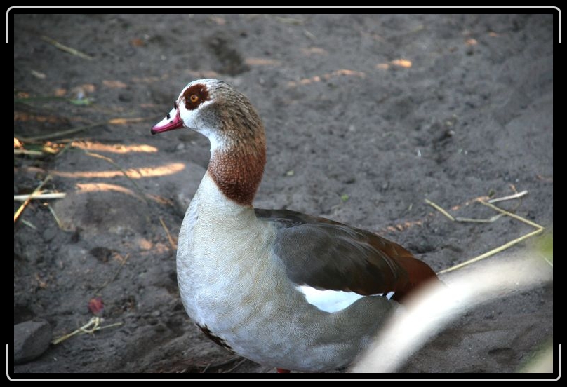 IMG_2288.jpg - Or goose, goose, duck... no that's just wrong!