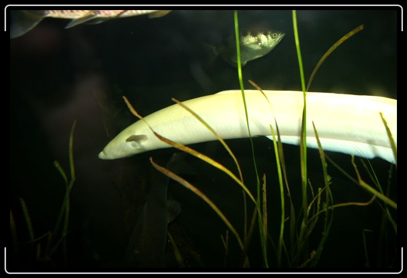 IMG_2691.jpg - All of these shots come from the aquarium in Dahling harbor.