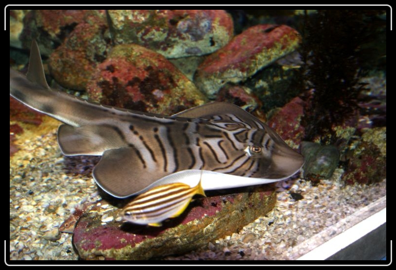 IMG_2801.jpg - Every time I shoot in an aquarium I rember what a challenge it can be.