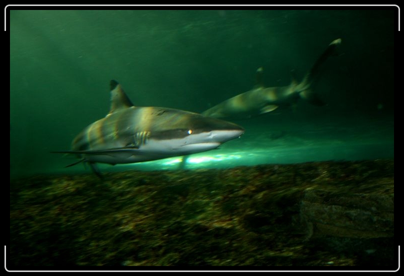 IMG_2863.jpg - Two words to never say to a shark... Eat me!