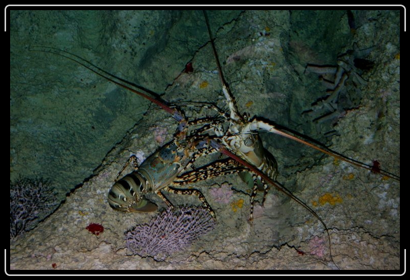 IMG_2896.jpg - Mmmmm.... lobster.... yum.