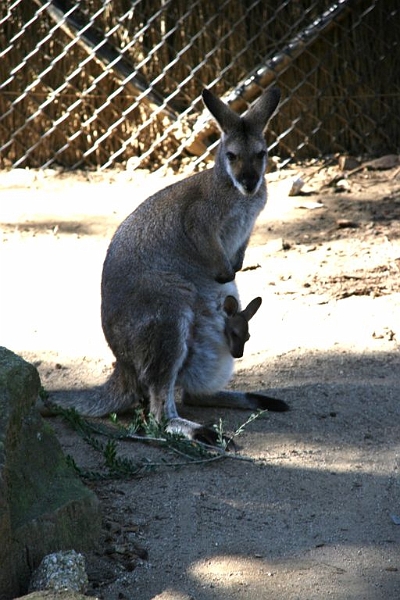 IMG_2066.jpg - My wife went nuts when she mom and Joey (no! not the one from friends!)