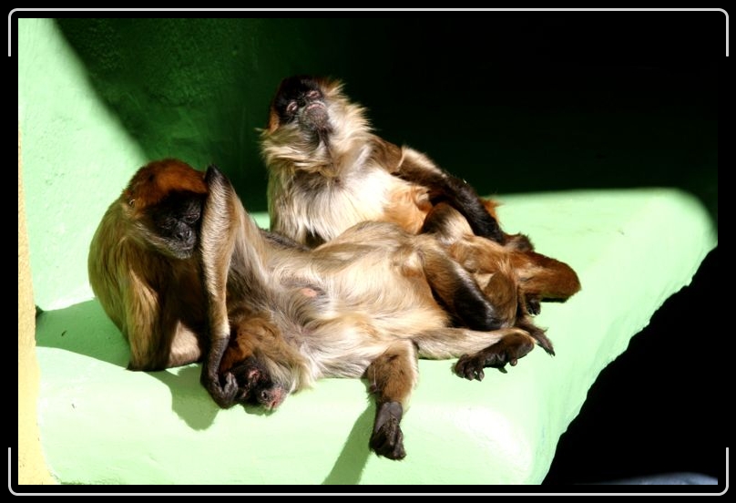 IMG_2075.jpg - You got to have friends....