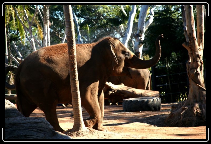 IMG_2152.jpg - This was one happy elephant.  The one behind him was a little bit tired... sorry.