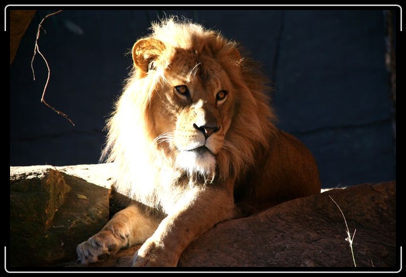 IMG_2223.jpg - I am king of the jungle you know.