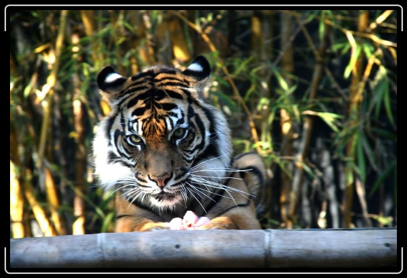 IMG_2245.jpg - You looking at me?