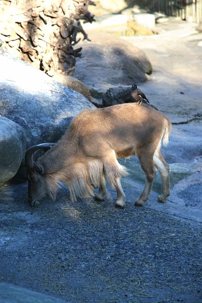 IMG_2283.jpg - Hitchin' a ride.