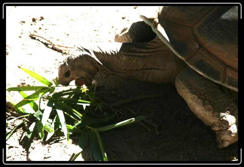 IMG_2157.jpg - This toroise was HUGE!!!!