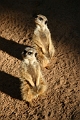 Mammals