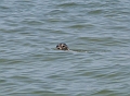 cape-seal