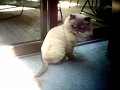 cleo