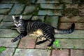 tom4