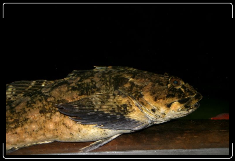 IMG_0802.jpg - One big fish...