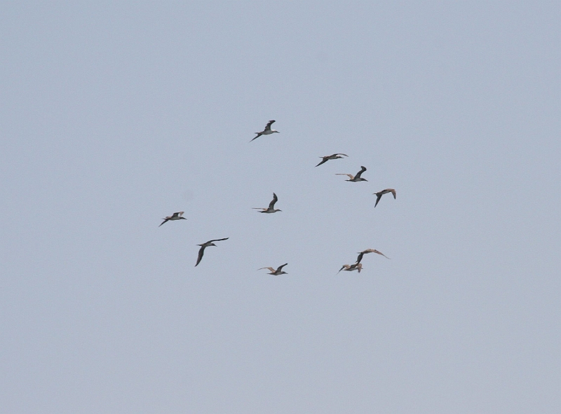 cape-terns.jpg