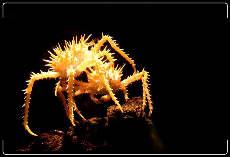 crabby.jpg - This guy is crabby!
