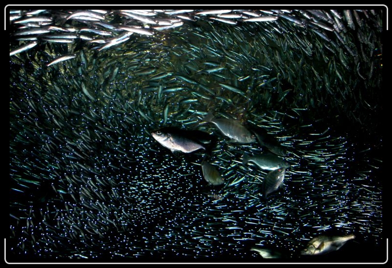 fishstorm.jpg - Fish cloud.