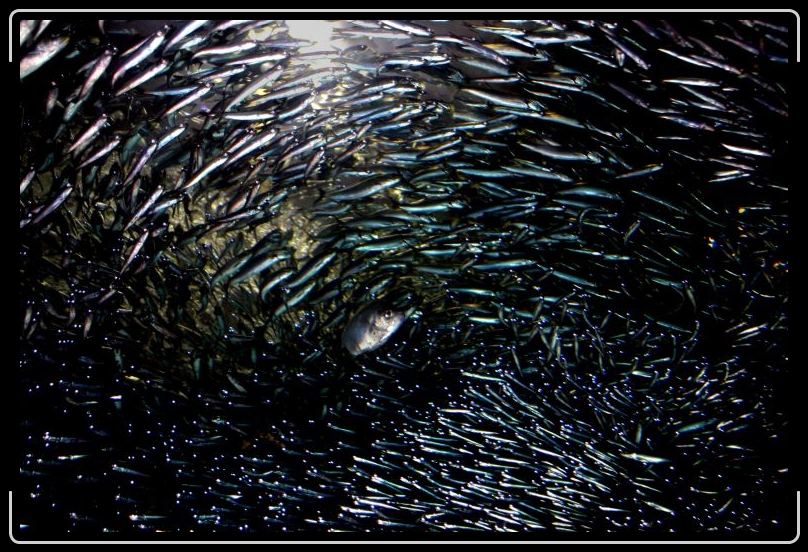 fishstorm2.jpg - Fish storm