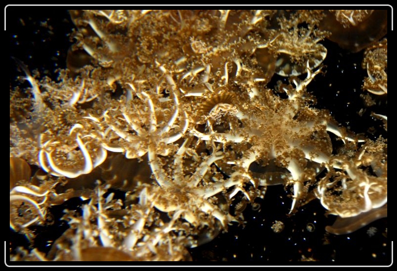 frondfish.jpg - Frond anonome.