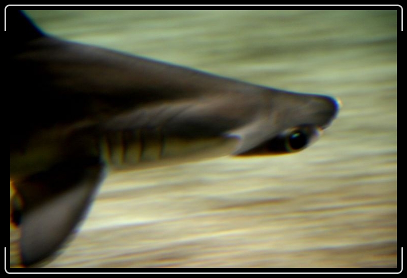 hammerhead2.jpg - I feel like I'm being watched.