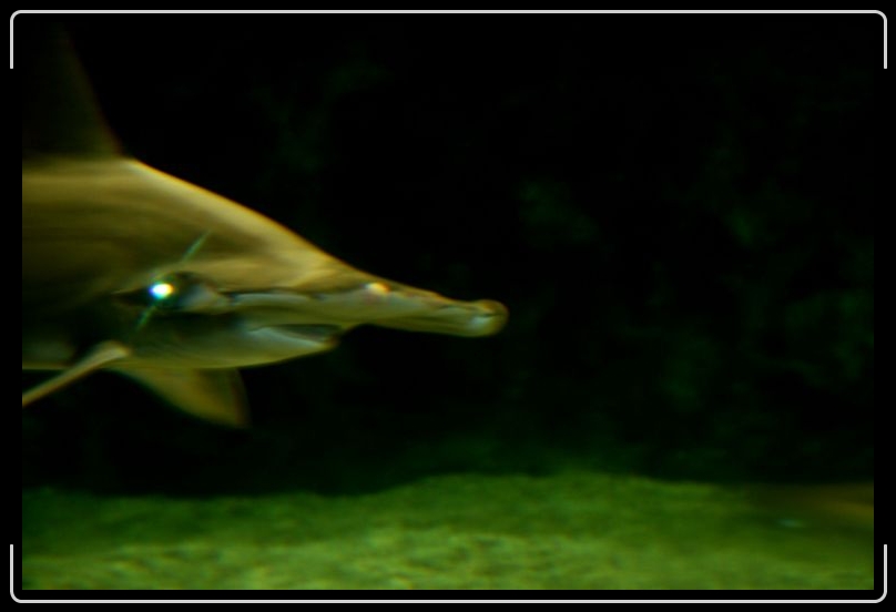 hammerhead4.jpg - This guy gives me the creeps!