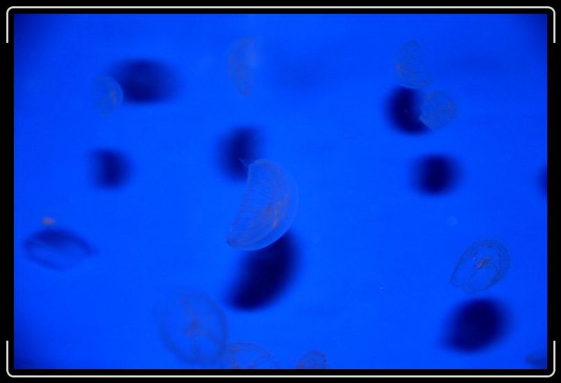 jellyfish2.jpg - And these are fairly small jellyfish.