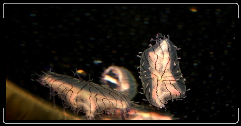 jellyfish8.jpg - A jellyfish of a different nature...