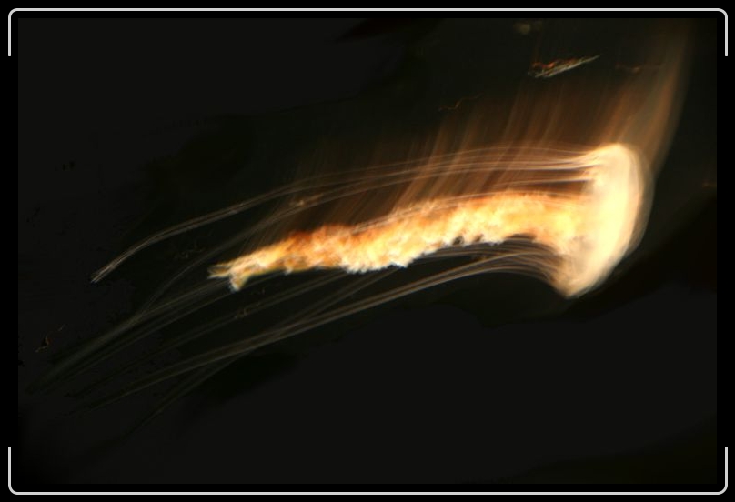 jellyinmotion.jpg - Cosmic Jellyfish