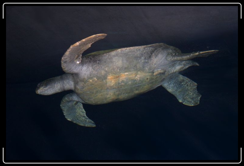 seaturtle.jpg - Underside.