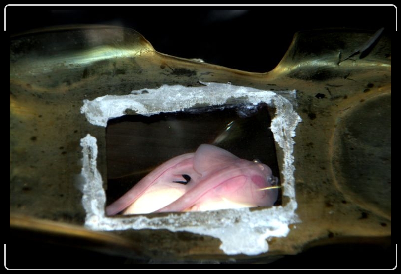 skatebabies.jpg - These are skate babies viewable inside the egg.  This is from the Monteray Aquarium.