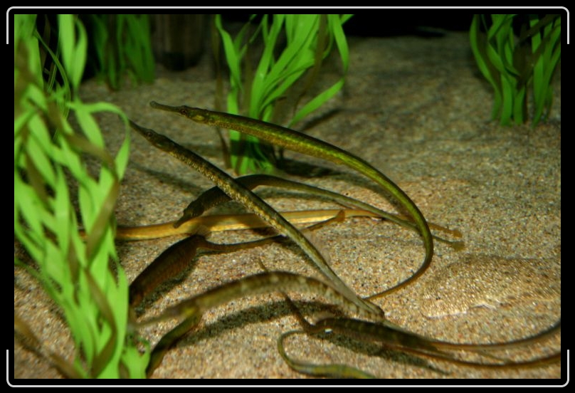 trumpetfish.jpg - Trumpet fish.