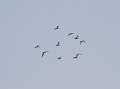 cape-terns