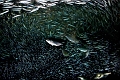 fishstorm