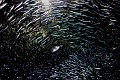 fishstorm2