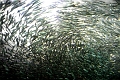 fishstorm3