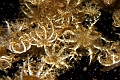 frondfish
