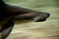 hammerhead2