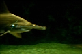 hammerhead4
