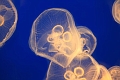 jellyfish1