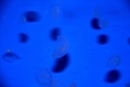 jellyfish2