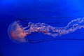 jellyfish4