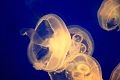 jellyfish6