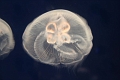 jellyfish7
