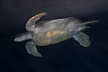 seaturtle