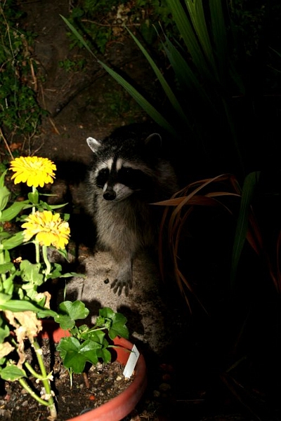 wedding-crasher1.jpg - This guy showed up for my nephew's wedding.