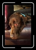 harley1 * Obviously this bummed him out. * Obviously this bummed him out. * 512 x 768 * (57KB)