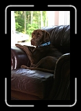 harley3 * This is Harley by brother-in-law's chocolate lab * This is Harley by brother-in-law's chocolate lab * 512 x 768 * (51KB)