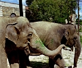 zoo