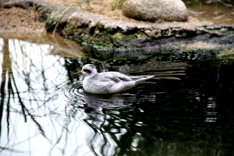 birds1.jpg