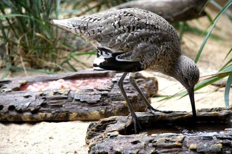 birds4.jpg